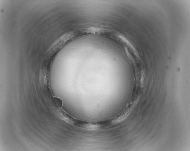 X0000087530313200705112038