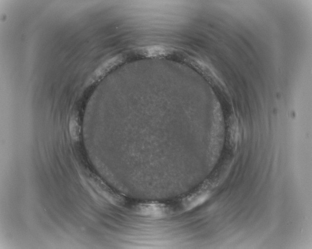 X0000087530316200705112038