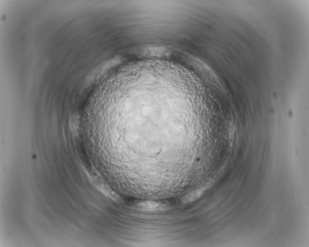 X0000087530326200705112038