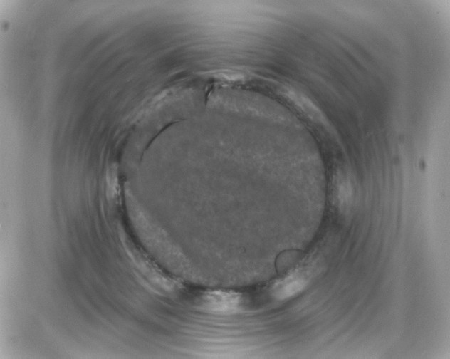 X0000087530328200705112038