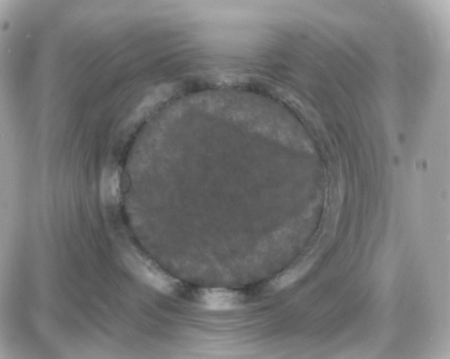 X0000087530336200705112037