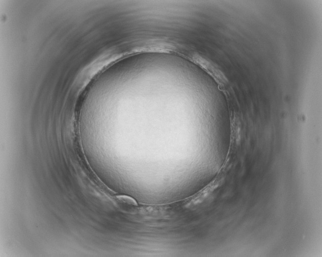 X0000087530338200705112037