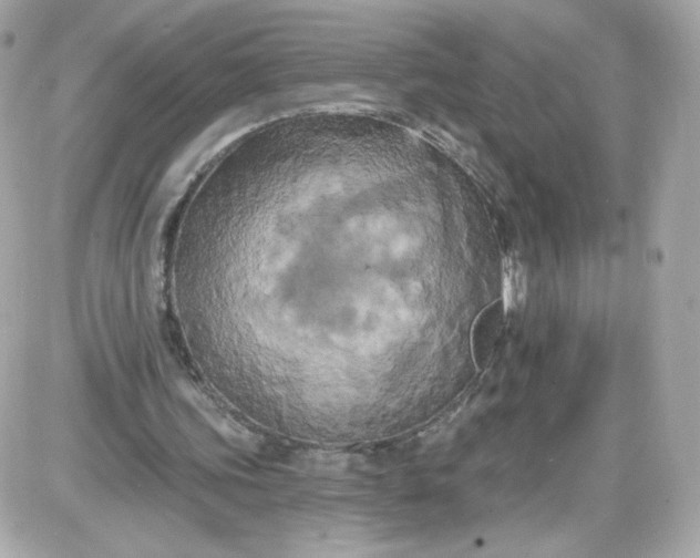 X0000087530339200705112037