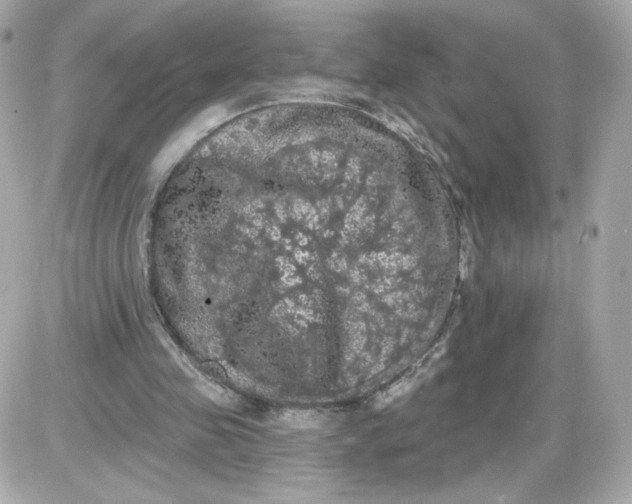 X0000087530341200705112037