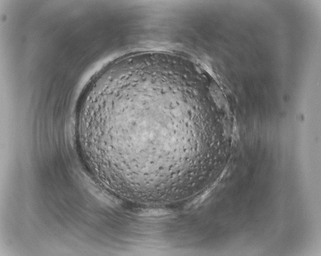 X0000087530342200705112037