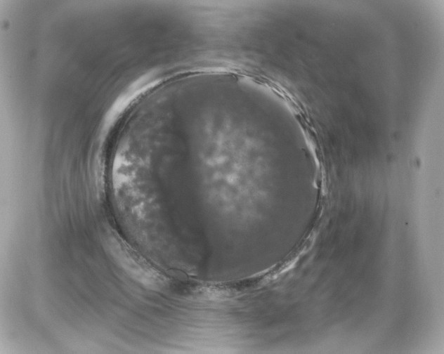 X0000087530343200705112037