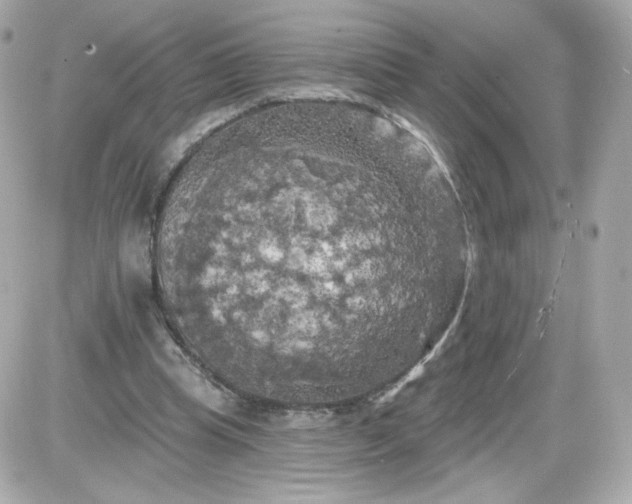 X0000087530345200705112037