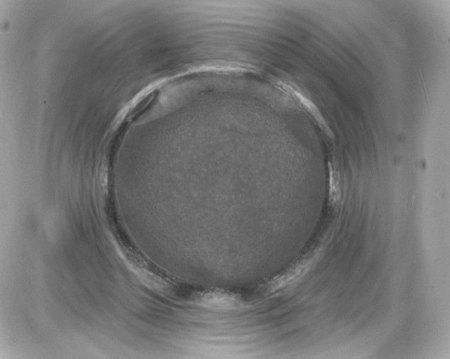 X0000087530348200705112037