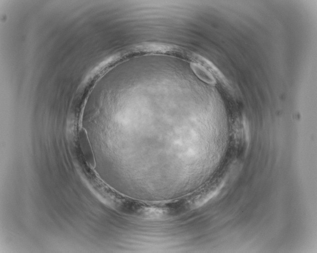 X0000087530352200705112037