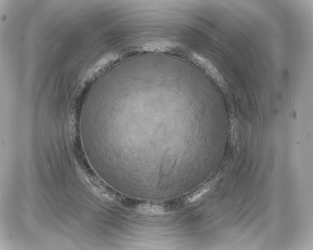 X0000087530354200705112037