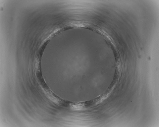 X0000087530359200705112037