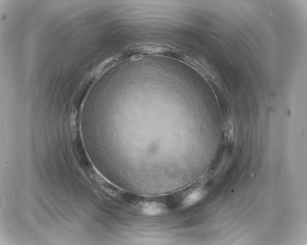 X0000087530360200705112037