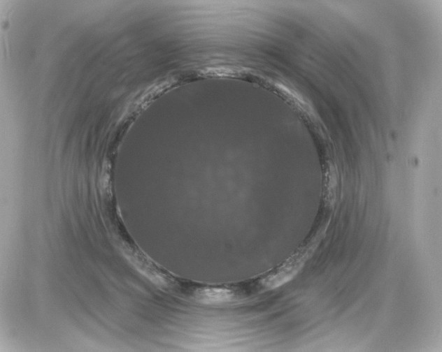 X0000087530361200705112037