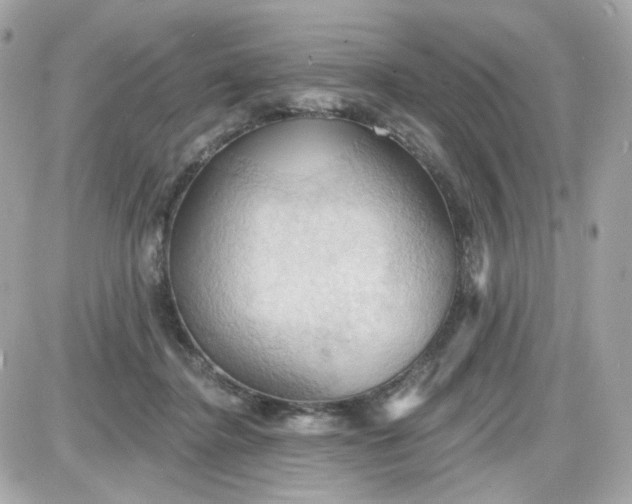 X0000087530364200705112037