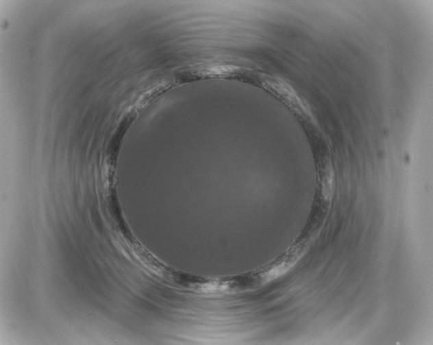 X0000087530366200705112037