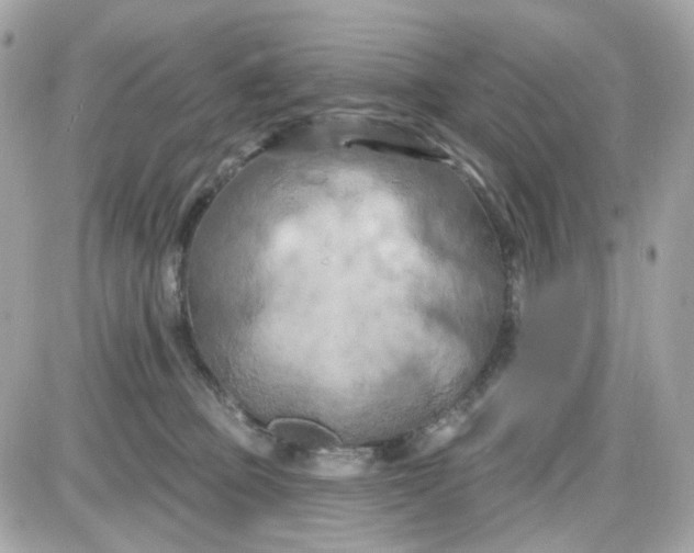 X0000087530373200705112037