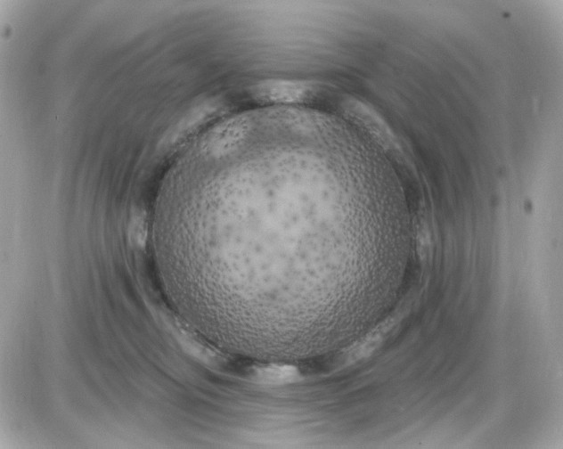 X0000087530374200705112037