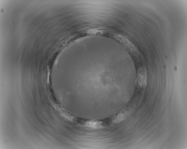 X0000087530375200705112037