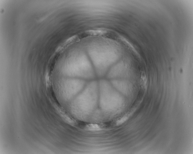 X0000087530381200705112037