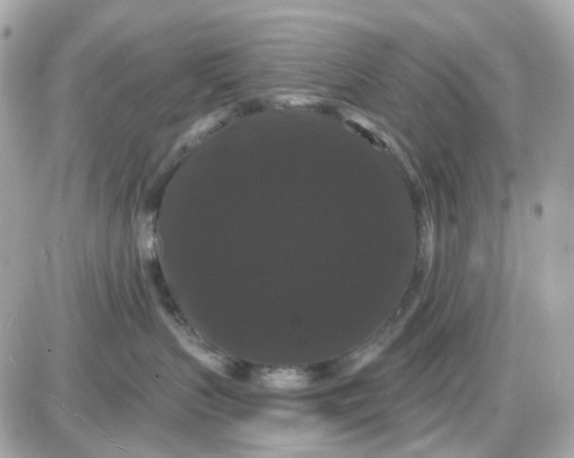 X0000087530383200705112037