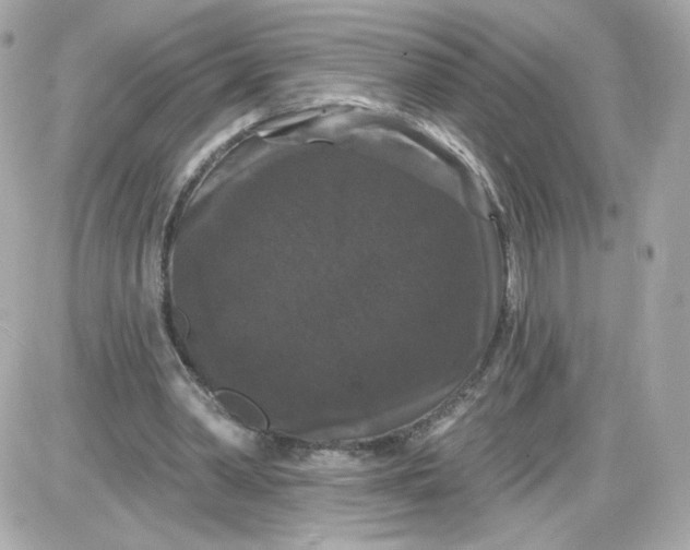 X0000087530390200705112037