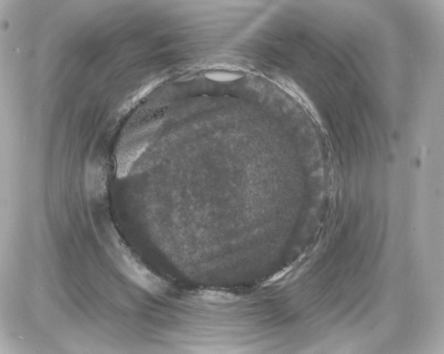 X0000087530393200705112036