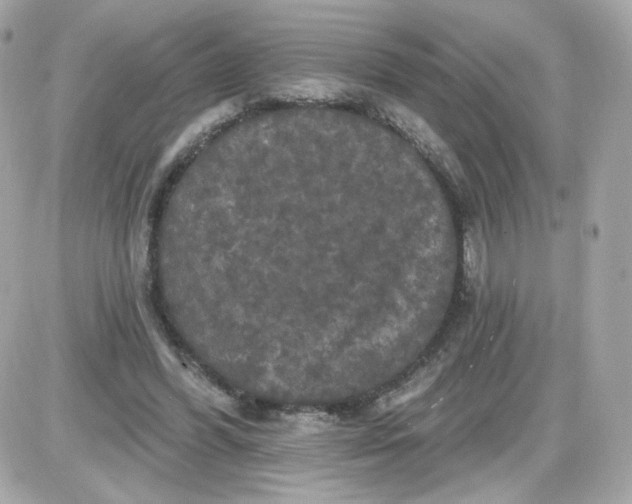 X0000087530396200705112036