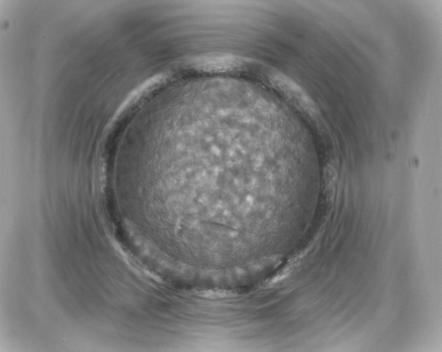 X0000087530400200705112036