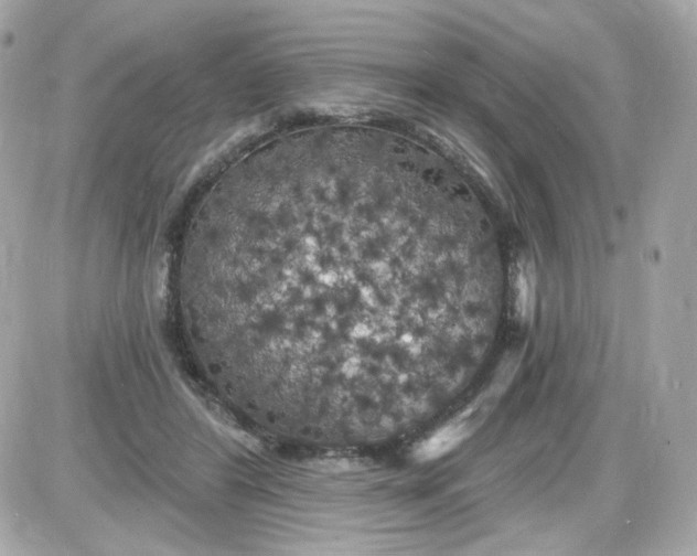 X0000087530404200705112036