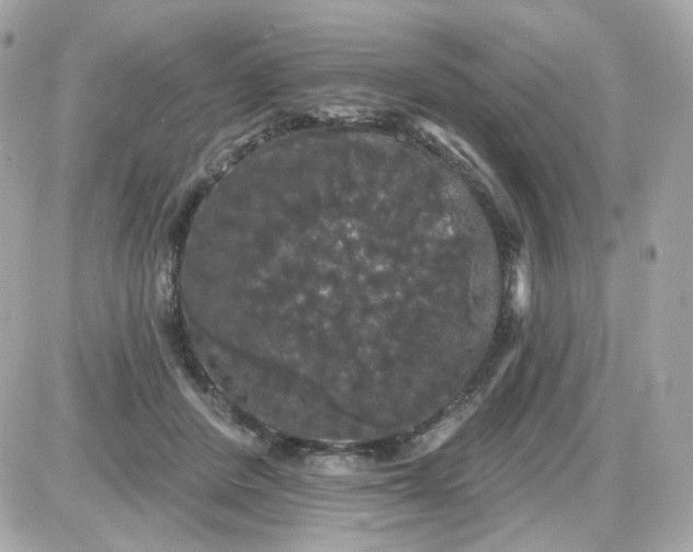 X0000087530408200705112036