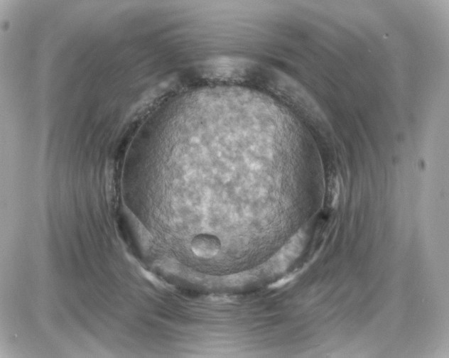 X0000087530416200705112036