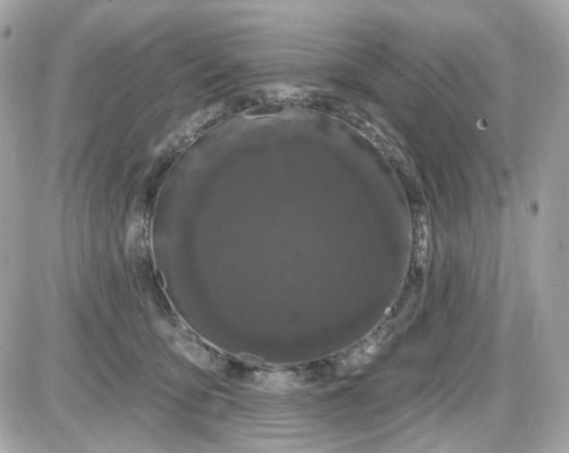 X0000087530419200705112036