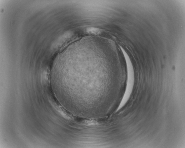 X0000087530424200705112036