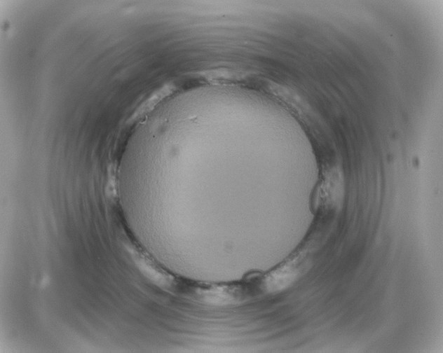 X0000087530430200705112036