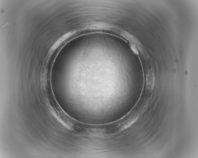 X0000087530436200705112035