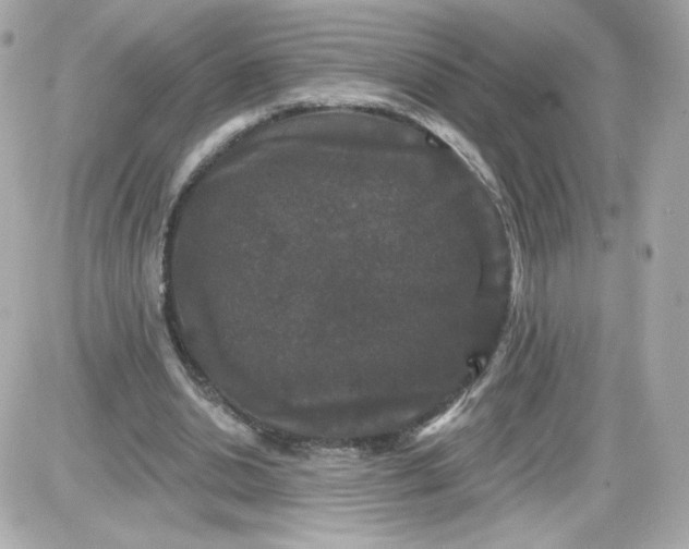 X0000087530438200705112035