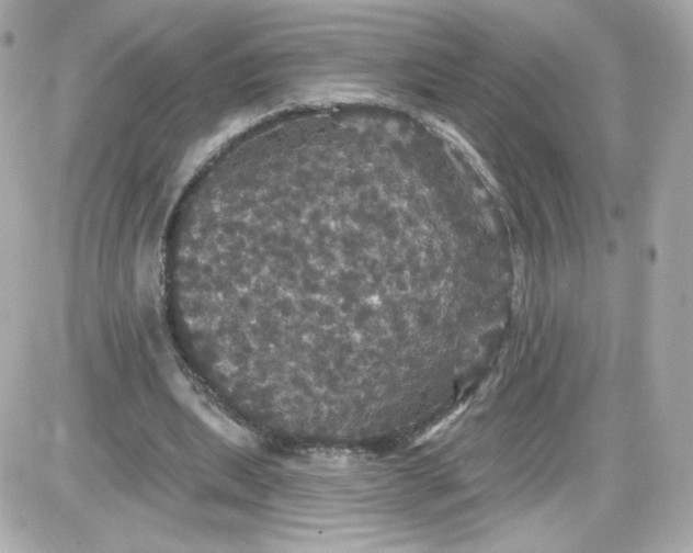 X0000087530439200705112035