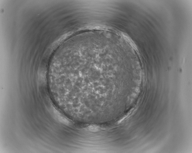 X0000087530441200705112035