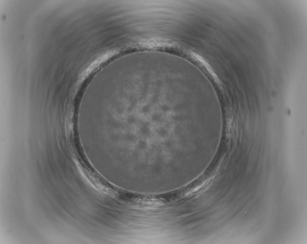 X0000087530443200705112035