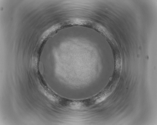 X0000087530444200705112035