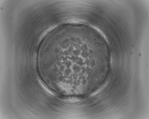 X0000087530445200705112035