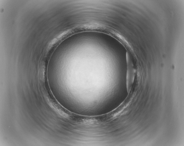 X0000087530446200705112035