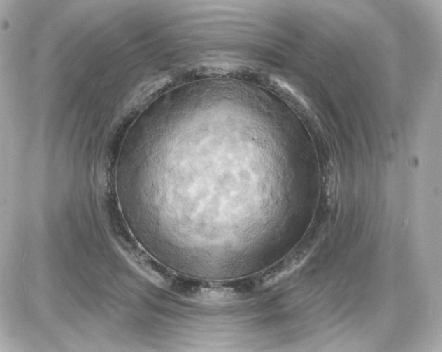 X0000087530455200705112035