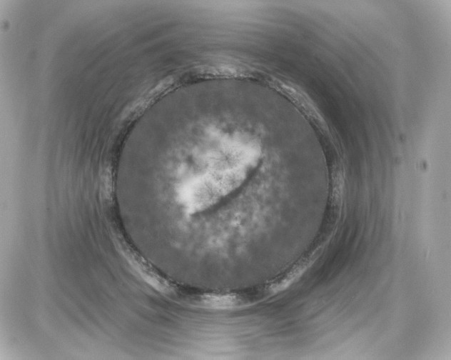 X0000087530457200705112035