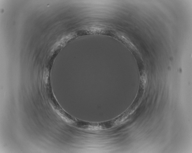 X0000087530458200705112035