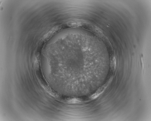 X0000087530460200705112035