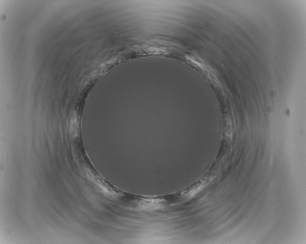 X0000087530465200705112036