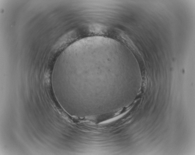 X0000087530466200705112036