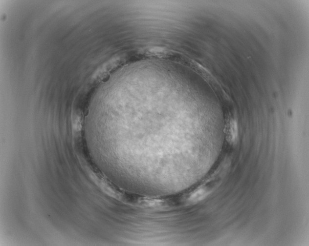 X0000087530472200705112036