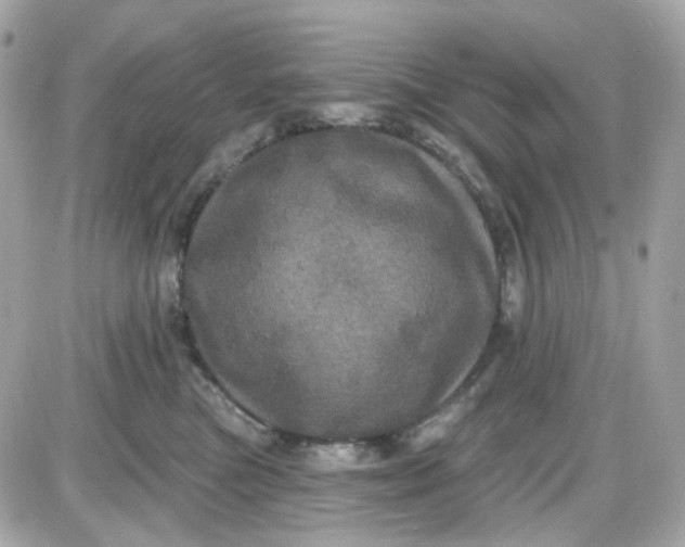 X0000087530473200705112036